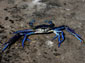 blue crab