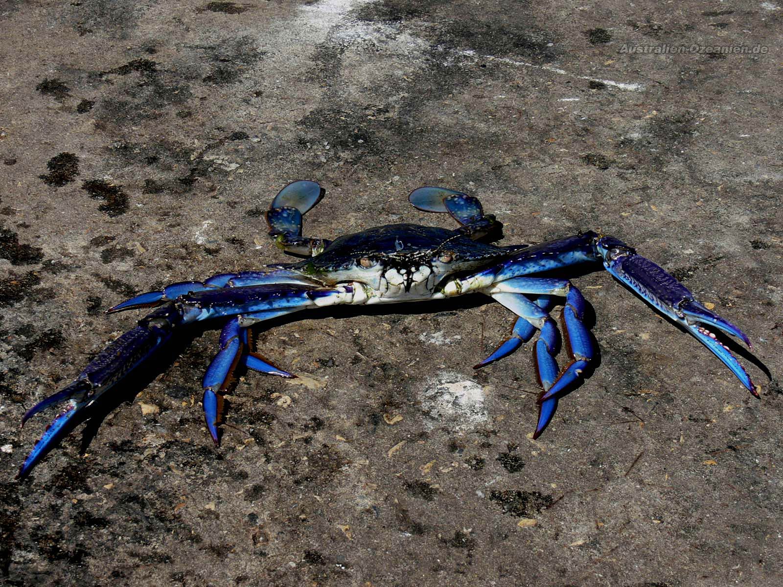 free Blue Crab wallpaper wallpapers download