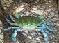 blue crab