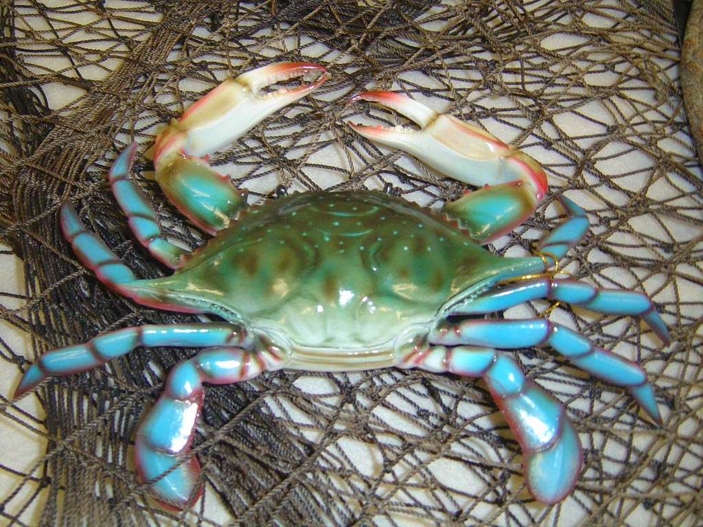 free Blue Crab wallpaper wallpapers download