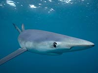 Blue Shark image