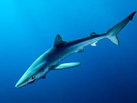 Blue Shark image