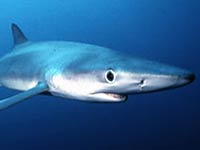 Blue Shark image