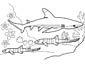 Blue Shark coloring page