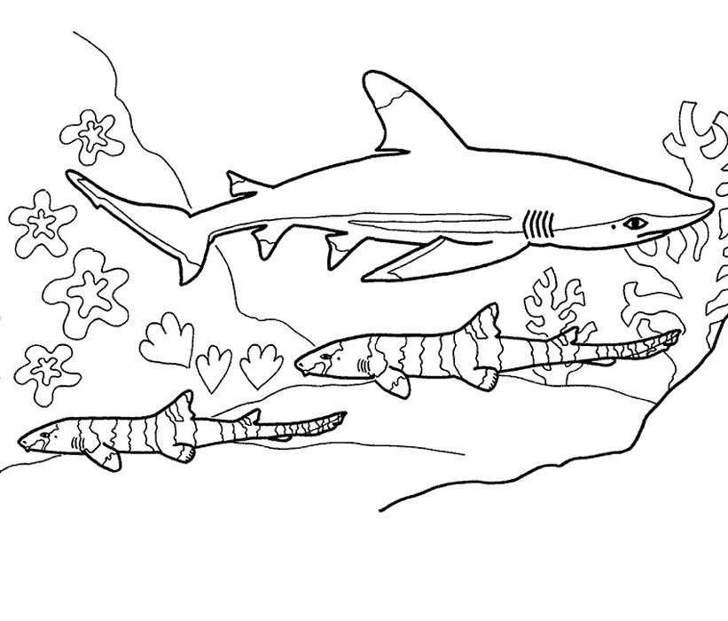 Blue Shark free printable coloring page animal