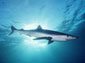 Blue Shark wallpaper