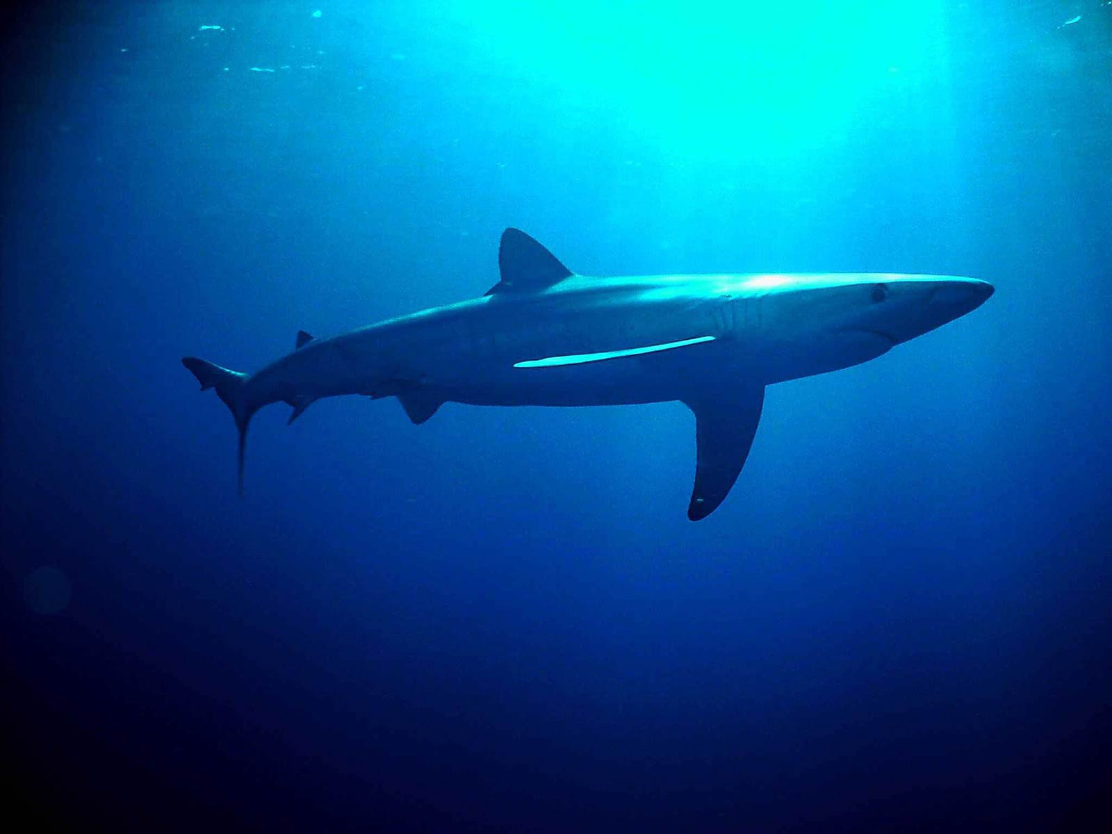  Blue  Shark  Wallpapers  Animals Town