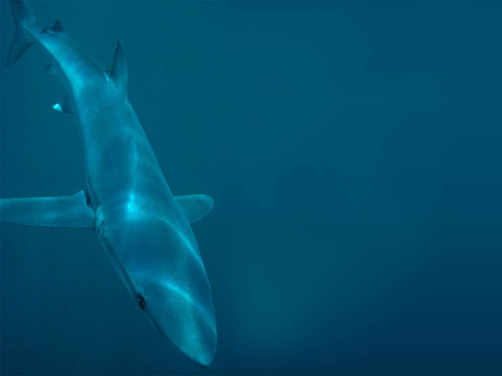 free Blue Shark wallpaper wallpapers download