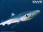 Blue Shark wallpaper