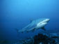 Blue Shark wallpaper