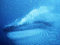Blue Whale picture
