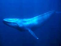 Blue Whale image