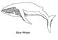 Blue Whale coloring page