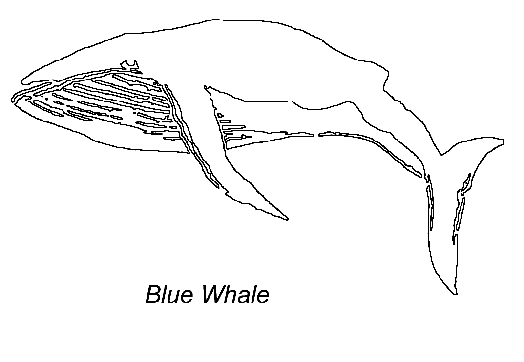 free Blue Whale coloring page