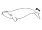 Blue Whale coloring page