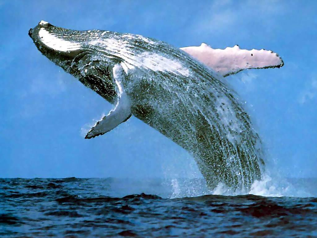 free Blue Whale wallpaper wallpapers download