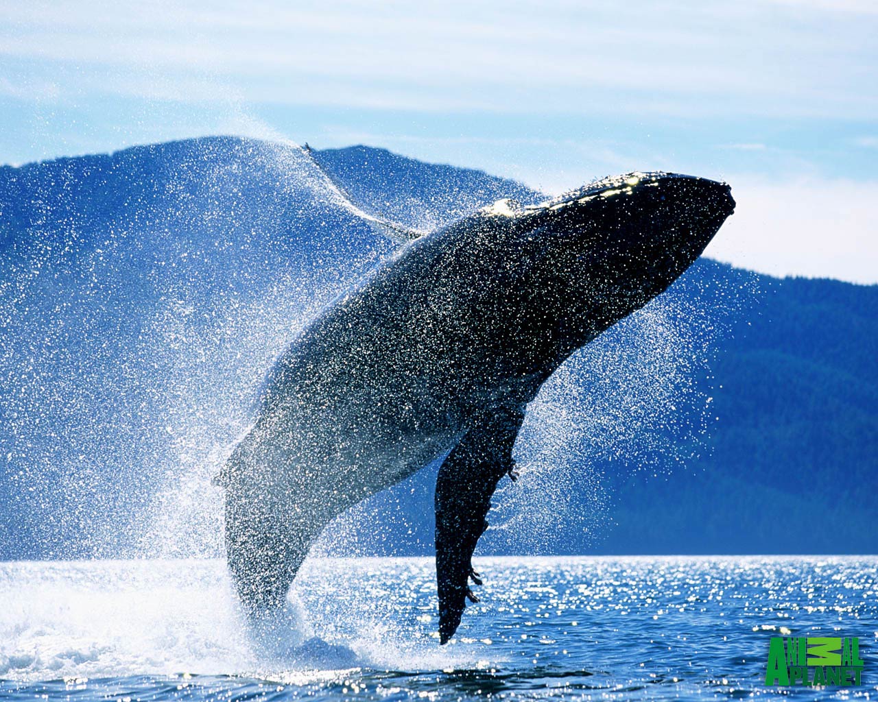 Humpback whale playfully swimming in clear blue ocean while blowing bubbles   Windows Spotlight Images