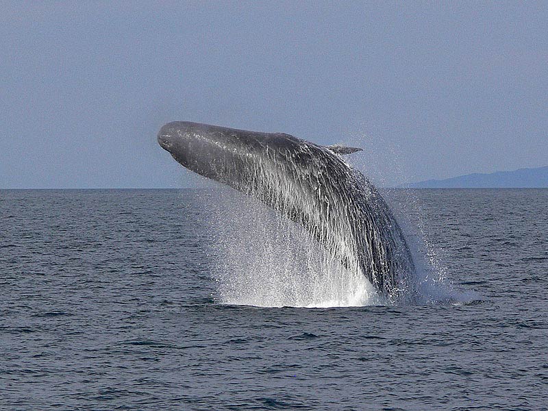 free Blue Whale wallpaper wallpapers and background