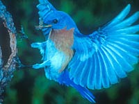 Bluebird image