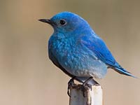 Bluebird image