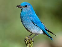 Bluebird image