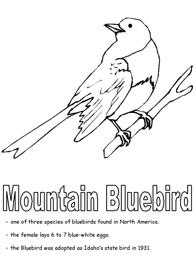 Bluebird coloring page - Animals Town - animals color sheet - Bluebird