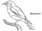 Bluebird coloring page