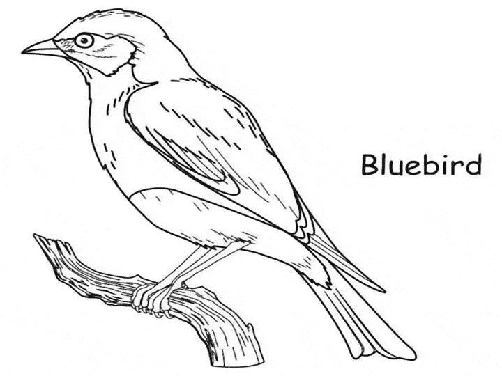 free Bluebird coloring page