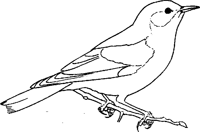 free Bluebird coloring page