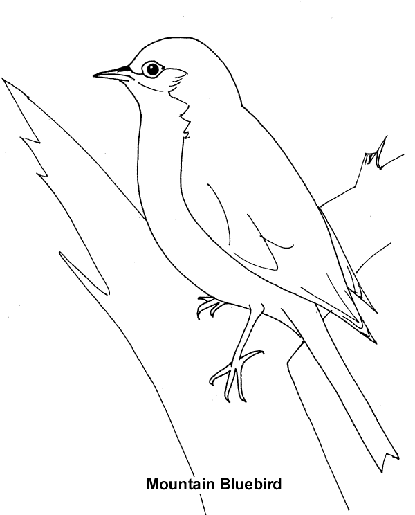 Bluebird coloring page - Bluebird free printable coloring pages animals