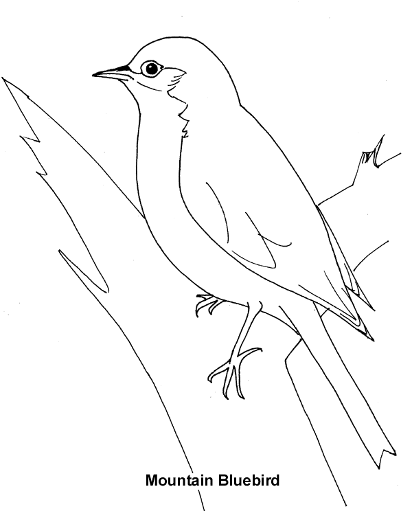 free Bluebird coloring page