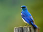 Bluebird wallpaper