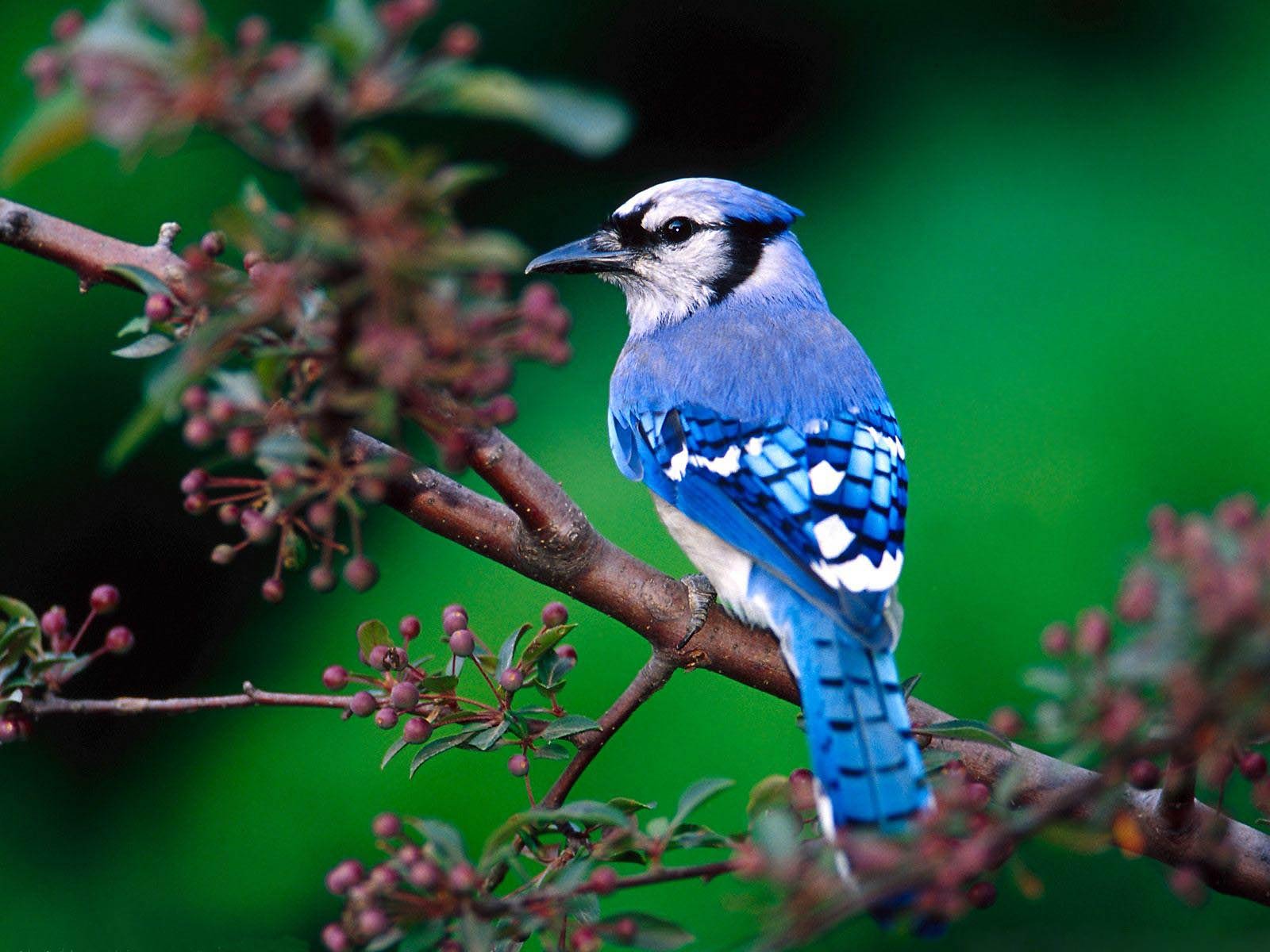 free Bluebird wallpaper wallpapers download