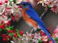 Bluebird wallpaper