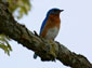 Bluebird wallpaper