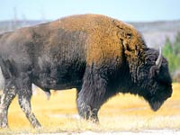 Buffalo picture