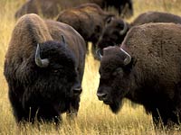 Buffalo image