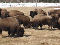 Buffalo image