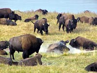 Buffalo image