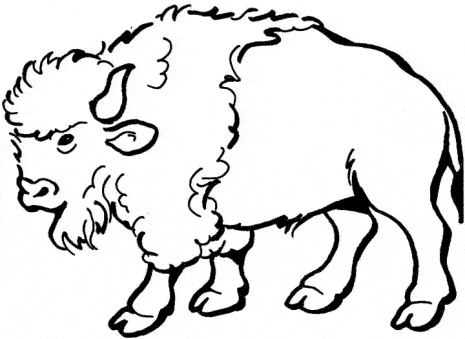 free Buffalo coloring picture