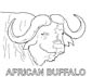 buffalo coloring page