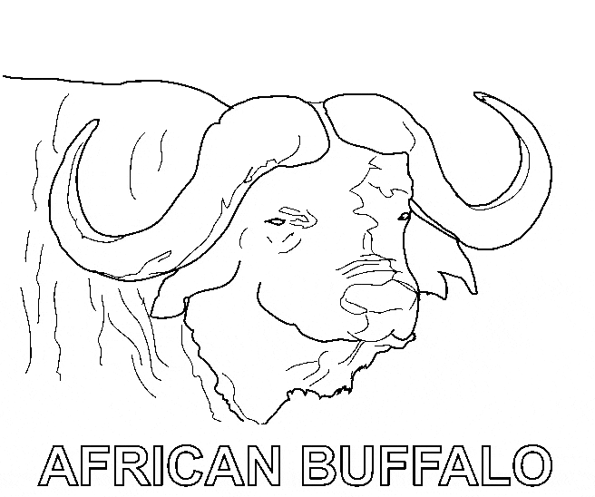 free Buffalo coloring picture