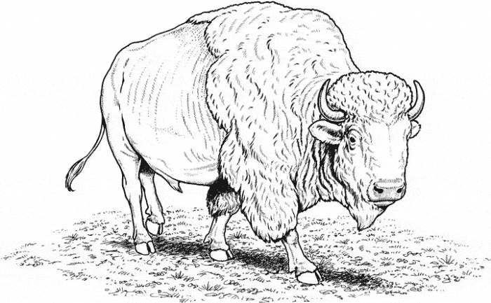 free Buffalo coloring picture