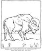 Buffalo coloring page