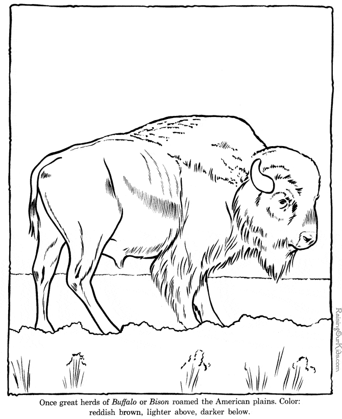 free Buffalo coloring picture