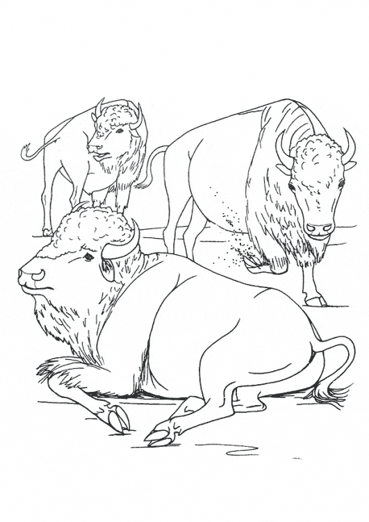 free Buffalo coloring picture