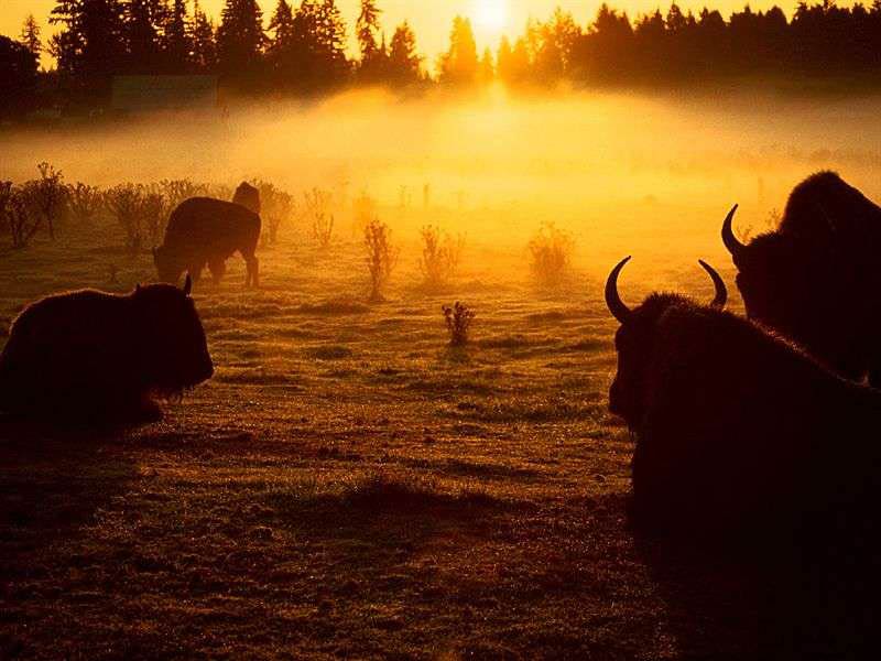 free Buffalo wallpaper wallpapers download