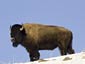 buffalo desktop wallpaper