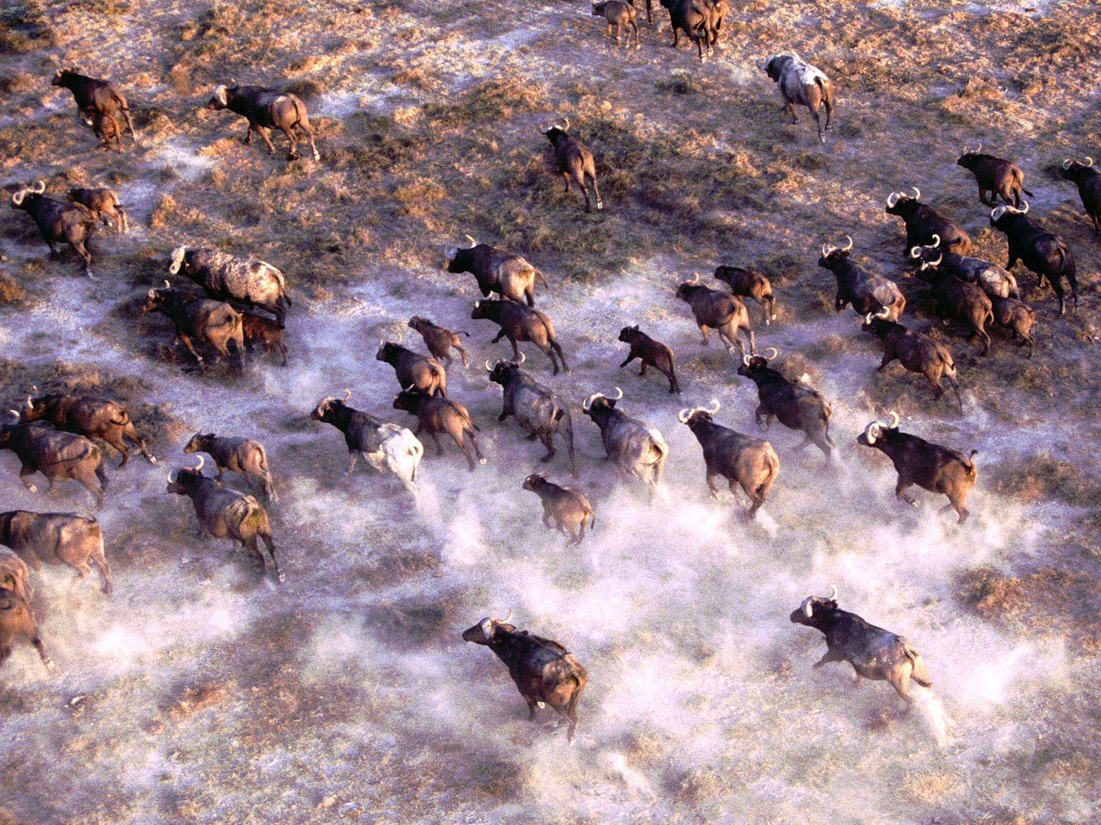 Стадо буйволов скачать