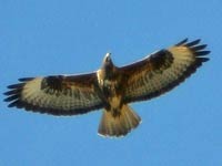 Buzzard image